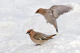 Two Bohemian Waxwings_05240